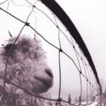 Pearl Jam | Vs. (180G/Gatefold) | Vinyl