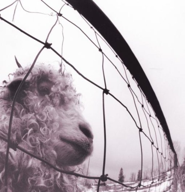 Close-up of a fluffy, curly-coated sheep peering through a wire fence in winter.
