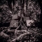 Monochrome photo of abstract art canvases nestled within massive, gnarled tree roots.
