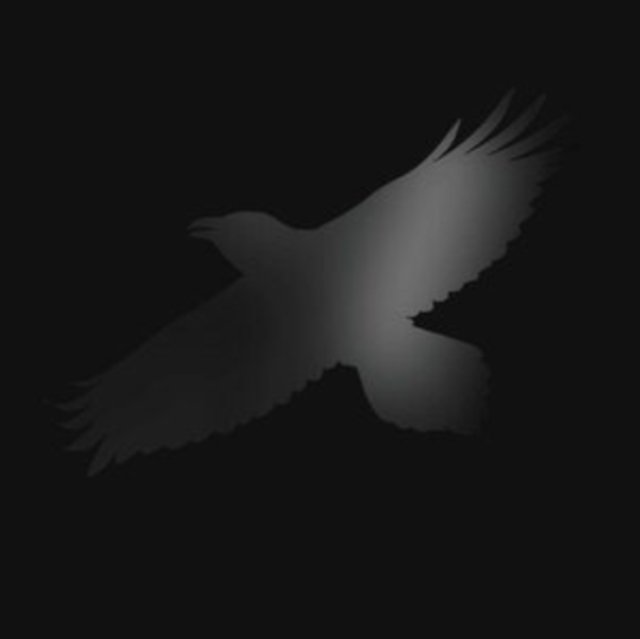 A raven soaring with extended wings against a dramatic, pitch-black background.