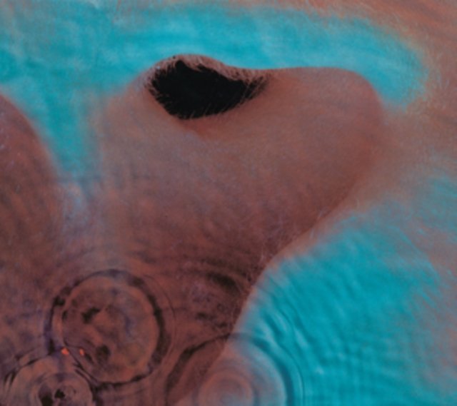 Close-up abstract photograph of a human ear submerged in rippling turquoise water.
